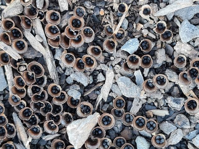small brown cups hold tiny black seeds and sit in mixed compost
