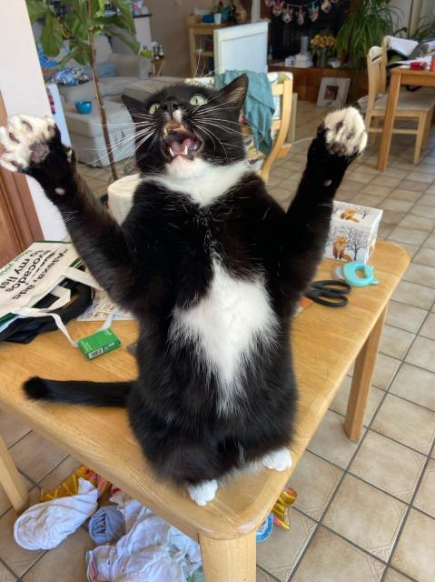 Oliver the cat, a tuxedo kitty, rearing up on his hind legs and stretching his arms out and opening his mouth to show his teeth.