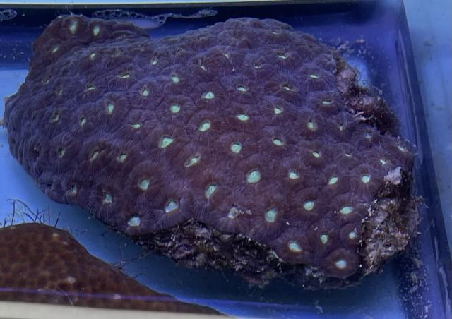 Pretty coral, mostly purple with large green polyps (obtained with proper permits) in an aquarium tank 