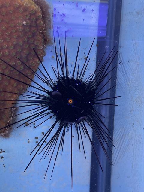 Diadema setosum, the long-spines sea urchin in a tank with a coral. It’s black with long black spines, but you can see blue spots (iridophores) and an orange anal ring 