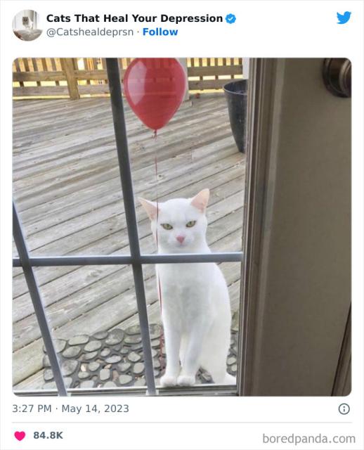 cat with balloon