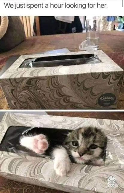 kitten in box