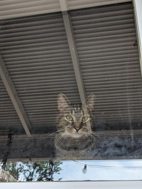 A photo of a tabby cat sitting in a highly reflective window, wishing certain doom upon you. 