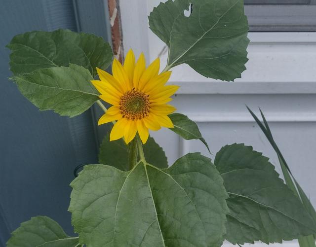 A small sunflower next to a house