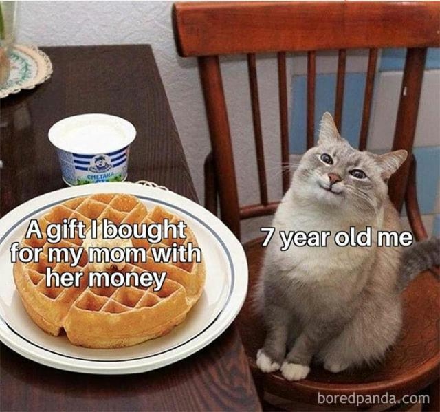 cat with a waffle