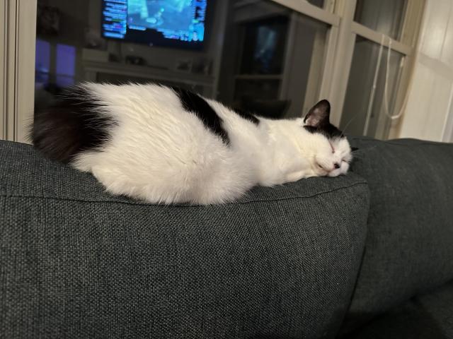 A cat with white fur and black spots lays on a squished back cushion of a green couch.