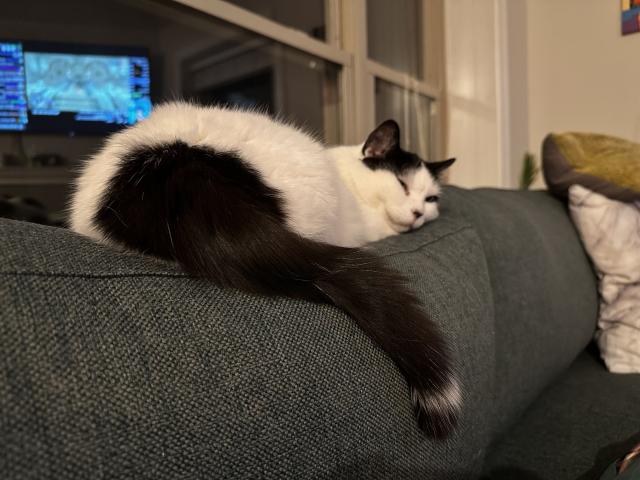 A white and black cat shows the raccoon-like circle at the end of her tail as she lays on a smushed couch back cushion