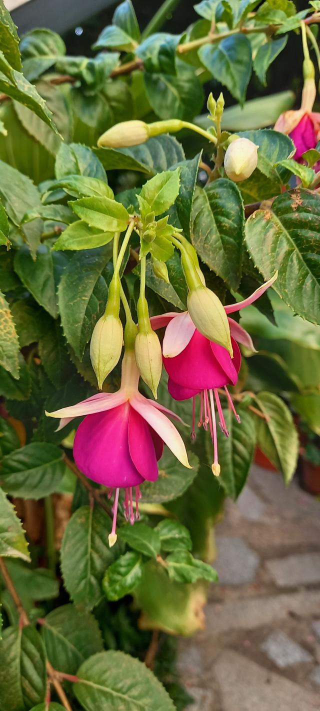 Close-up of dangling pink and white Fuchsia x hybrida, Lady's Eardrops, flowers blooming among green leaves in a garden.