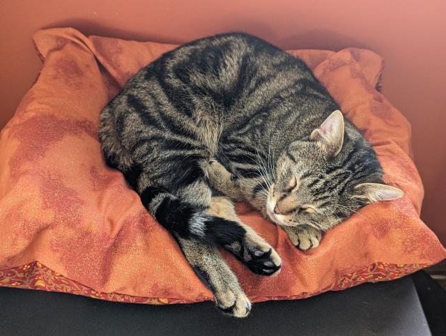 A Classic Tabby cat napping in his bed with an orange cover against a retro shade of orange wall. 