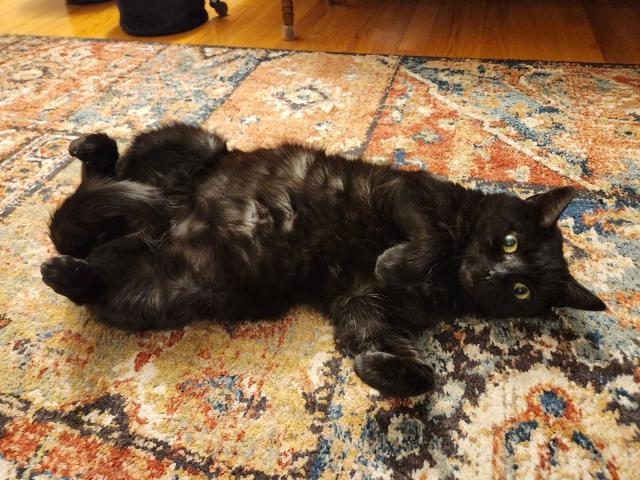 Black cat laying on his back looking cute