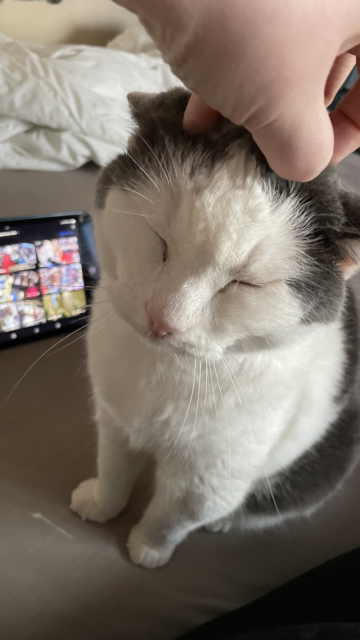 A grey and white cat getting its head scratched. It has a very pleased look on its face.