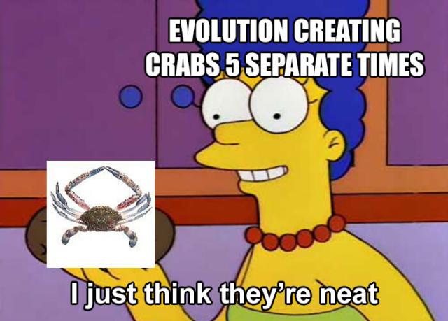 Evolution creating crabs 5 separate times:  image Marge Simpson holding crab, I just think they're neat.