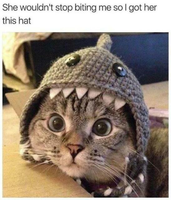 shark cat