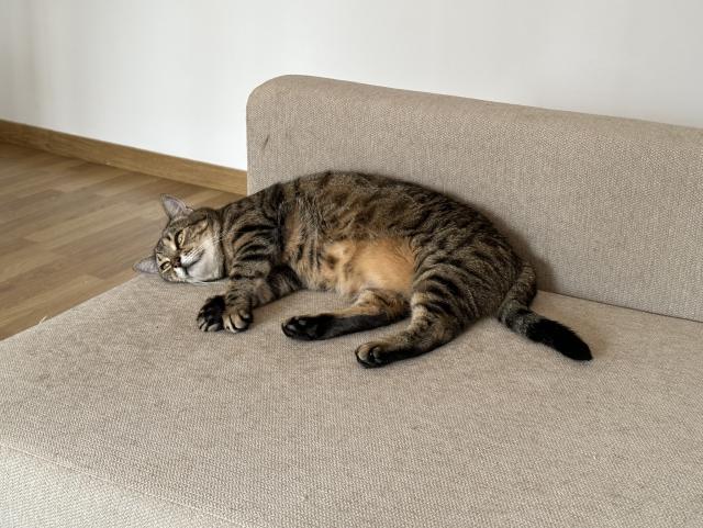 Tofu acostado de lado sobre el sofá, en una posición acorde con la temperatura.