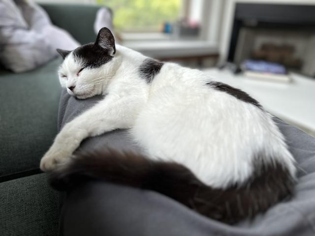 A white cat with black spots and a black tail lounges on jonoor’s legs, her head resting on his knee. 