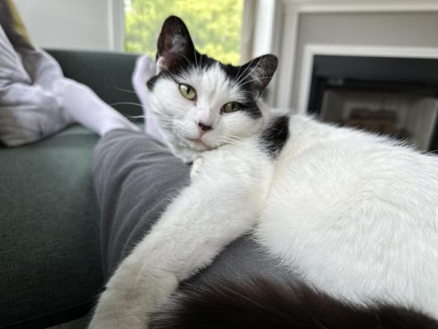 A white cat with black spots and a black tail lounges on jonoor’s legs, now her head is looking up towards the camera.