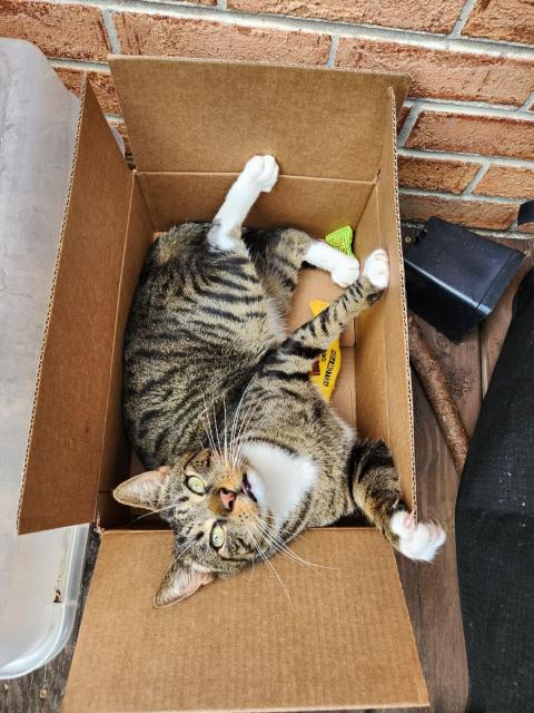 Tabby cat lying in a cardboard box looking up