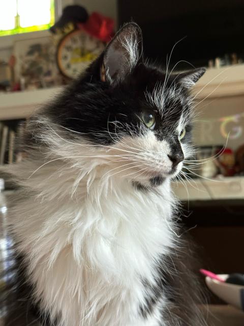 My fluffy black and white cat, Margaret, looking demurely from the corner of her eye. She is a perfect little princess and the most loveable of creatures