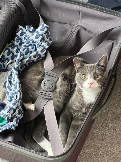 A grey kitten with a white chin is lying inside a suitcase looking cute