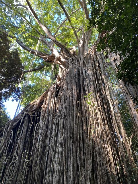 The large fig tree found in Curtain Fig National Park. This strangler fig grew vertical roots, which gradually became thicker and interwoven. Over hundreds of years these roots have strangled the host causing it to fall into a neighboring tree—a stage unique to the development of this fig. Vertical fig roots then formed a curtain-like appearance and the host trees rotted away, leaving the freestanding fig tree. The tree is thought to be nearly 50m tall, with a trunk circumference of 39m, and is estimated to be over 500 years old. Photo: Sheril Kirshenbaum
