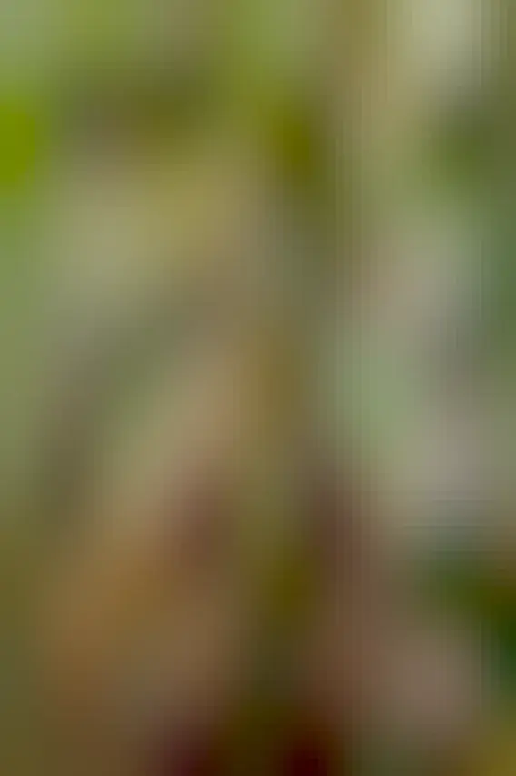 Absolutely massive strangler fig growing on the Atherton Tablelands, Far North Queensland.

The "trunk" is made up of hundreds of root tendrils that encompassed the original (non-fig) tree. The canopy is full of epiphytes such as Crows Nest Ferns. 
The roots that make it to the ground spread out along the forest floor, radiating out from the tree for about 50m or so. 