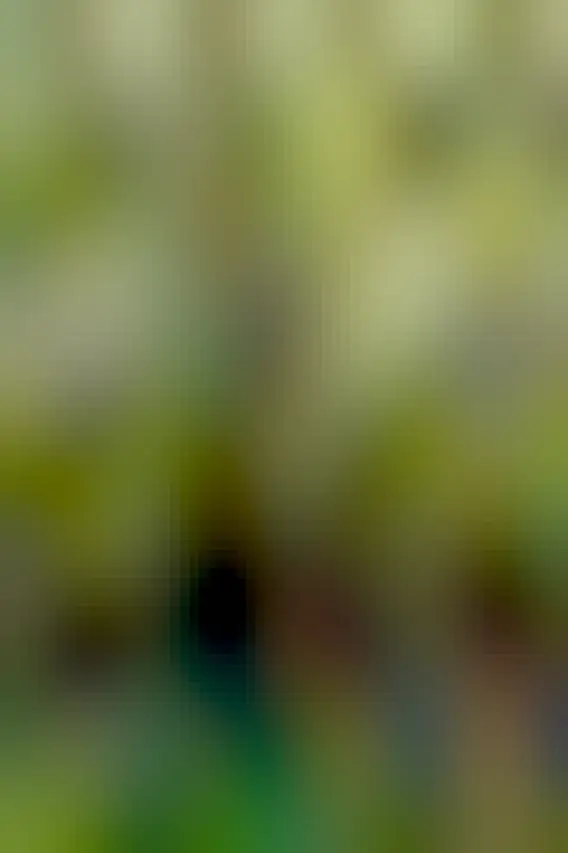 Massive fig tree with a wooden raised boardwalk next to it. Some people walk along the board walk and read the sign nearby, completely dwarfed by the tree. 