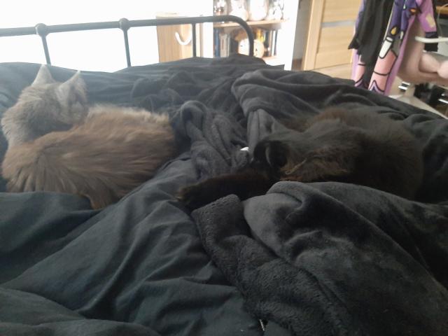 A silver maine coon and black siberian laying in bed
