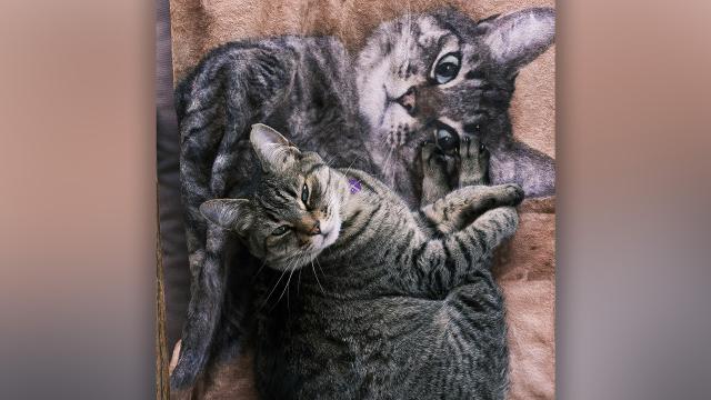 A sleepy looking cat on top of a towel with a photo of the same cat on it.