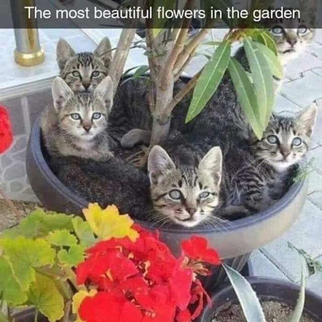 kittens in a flower pot
