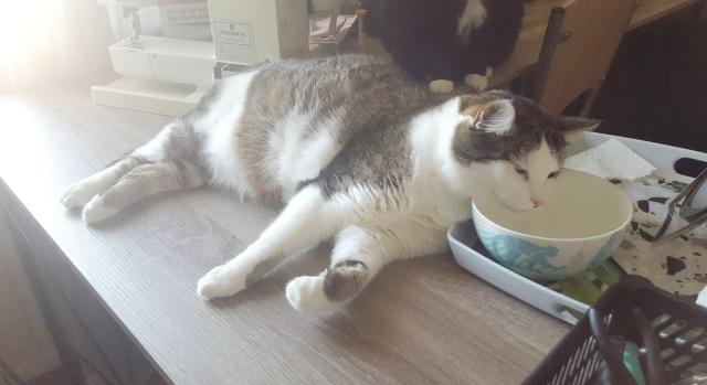 A landscape orientation photo of a tabby cat with a white belly, legs and face, lounging on a desk. His neck is braced against the lip of a water bowl with plant motifs. His face is suspended just a few centimetres away from the surface of the water, his eyes half closed and expression relaxed. He looks like an ancient philosopher contemplating the mutability of water or an indolent lord wondering if he can withstand another sip. There is a sewing machine and the feet of another cat in the background.
