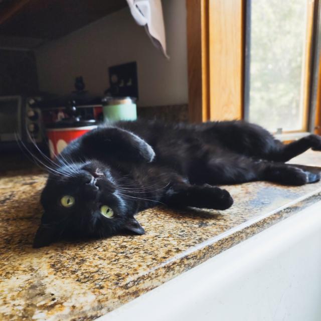 My black cat, sprawled on the kitchen counter. 