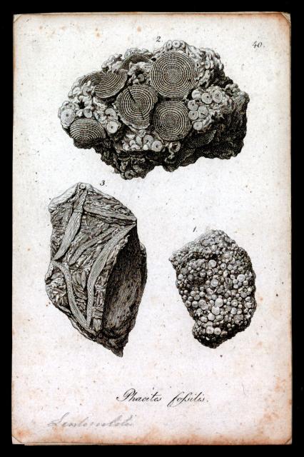 Phacites fossilis from "Iconographia Zoologica."

Special Collections of the University of Amsterdam, Public domain, via Wikimedia Commons. Color edits.