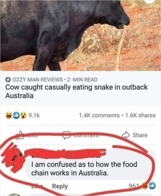 cow eats snake