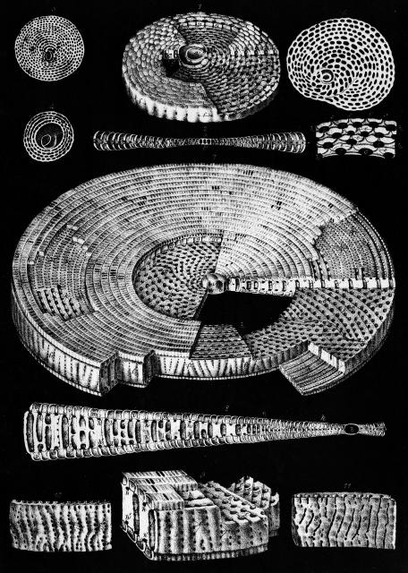 "Foraminifera: Orbitolites."

Wellcome Collection, CC BY 4.0 via https://wellcomecollection.org/works/wu6vqhtn