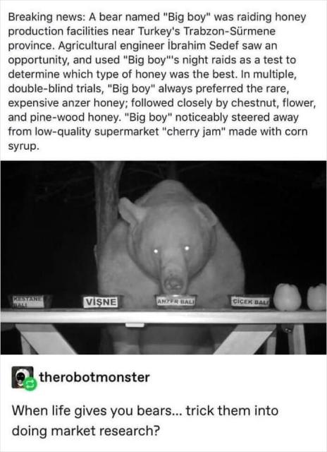 honey eating bear