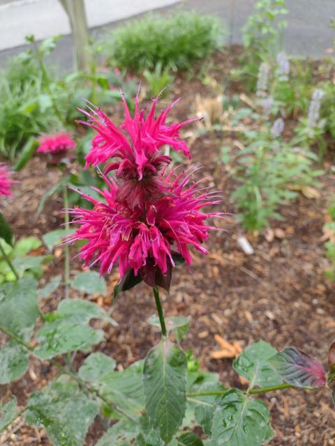 Closeup of a deep purple beebalm blossom