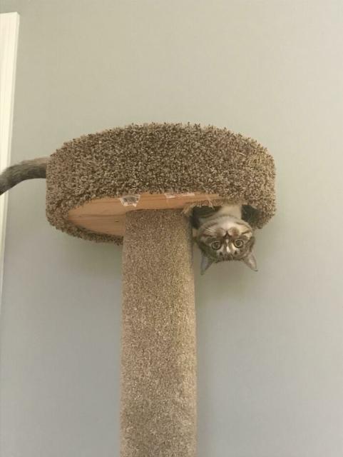 upside down cat