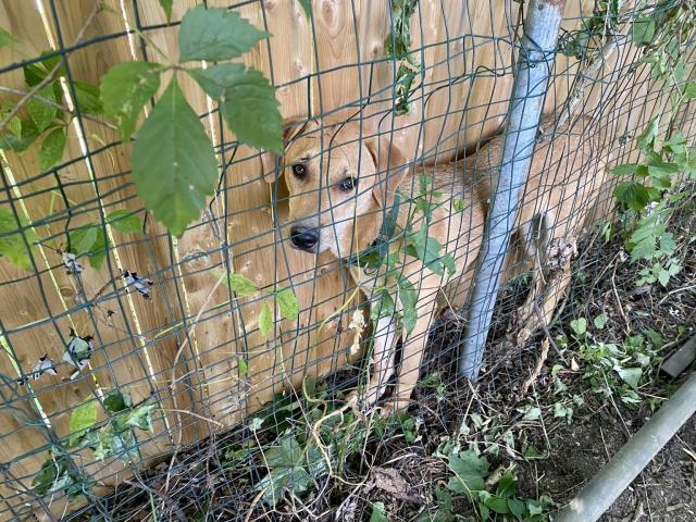 A tan, 11-month-old hound mix is stuck in a narrow space between a wire fence and a wood fence. She looks confused. 