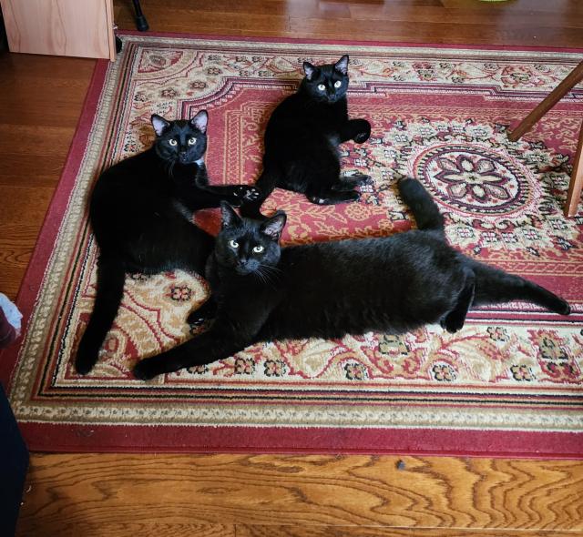 Three black cats lying in a circle on a red oriental-style rug, looking at the camera.