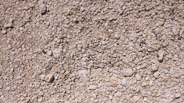 "Orbitolina texana foraminifera fossils in the Canyon Lake Gorge near Canyon Lake, Texas, United States. These are just a couple of millimeters in diameter."

Larry D. Moore, CC BY-SA 4.0, via Wikimedia Commons.