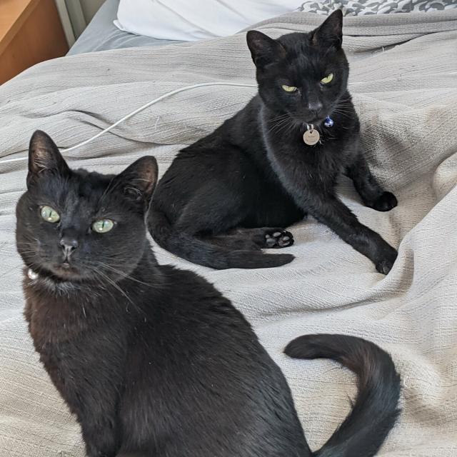 Two perfect, regal black cats seated on a grey bedspread