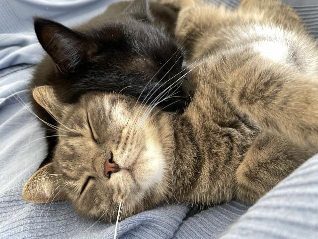 Tabby cat happily embraced by black cat.