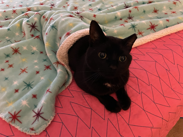 A small cat half under a blanket on a bed