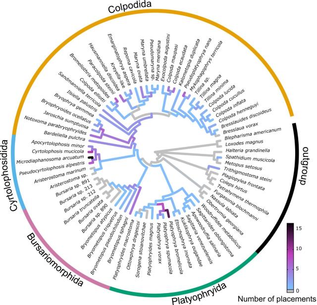 circular evolutionary tree