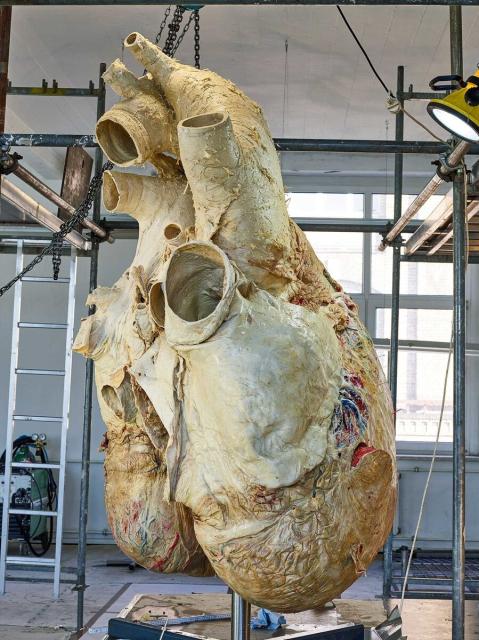 A photo of a heart belonging to a blue whale. 