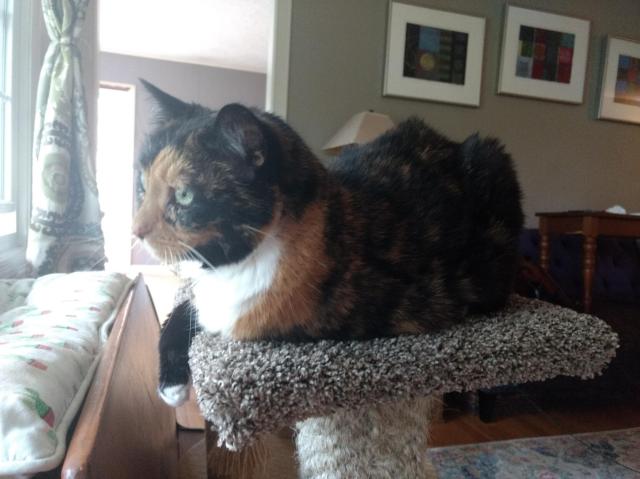 Tortoiseshell cat looking out a window while sitting on a cat perch