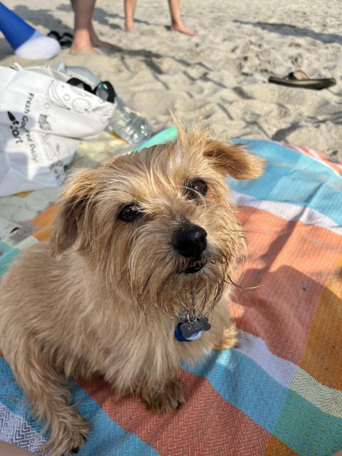 Golden Norfolk Terrier looks at the camera. She’s sitting on a blue and orange beach towel and the wind is blowing the fur on her face.