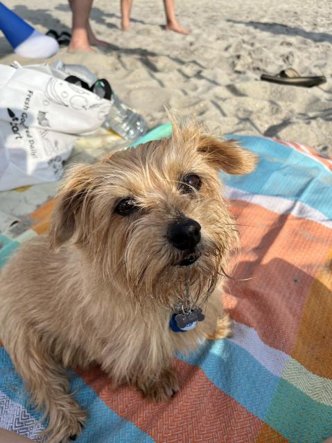 Golden Norfolk Terrier looks at the camera. She’s sitting on a blue and orange beach towel and the wind is blowing the fur on her face.