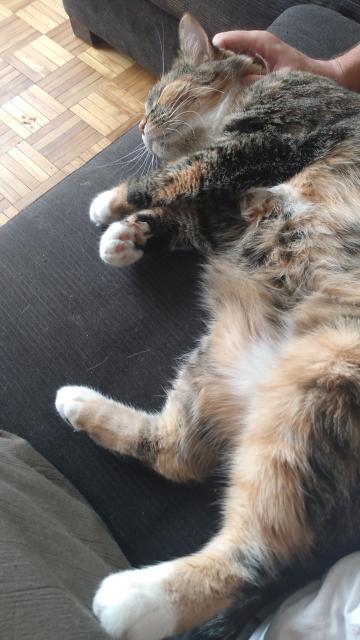 A torbie cat flopped with her white mitten paws crossed and white belly up on a black corduroy couch.