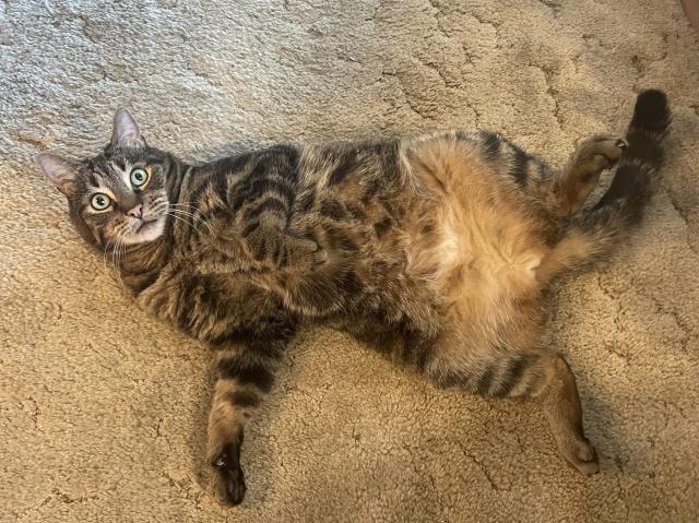 Max, a tabby cat, lying on the carpet with his fluffy tummy exposed.  He is looking at the camera with an “I’m so cute” expression.  